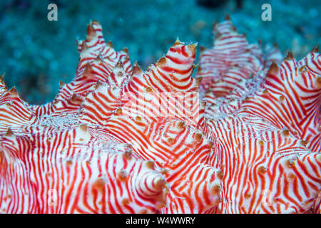 Candycane cetriolo marittimo [Thelenota rubralineata. Manado, Nord Sulawesi, Indonesia. Foto Stock