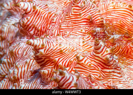 Candycane cetriolo marittimo [Thelenota rubralineata. Manado, Nord Sulawesi, Indonesia. Foto Stock