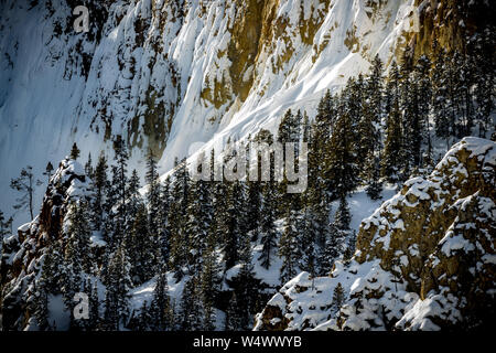 Neve fresca caduta circondata da pini nel Canyon di Yellowstone Foto Stock