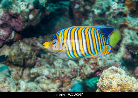 Regal Angelfish [diacanthus Pomacanthus]. Nord Sulawesi, Indonesia. Foto Stock
