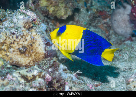 Bicolor angelfish [Centropyge bicolor]. Nord Sulawesi, Indonesia. Foto Stock