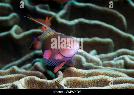Lyretail anthias o Goldie (Pseudanthias squamipinnes) maschio su coral. Rinca, Indonesia. Foto Stock