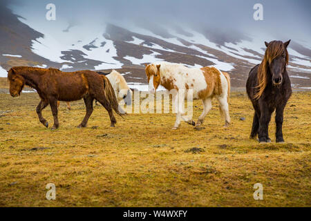 Mandria di cavalli islandesi vicino. Grundarfjordur, Islanda CR2 Foto Stock