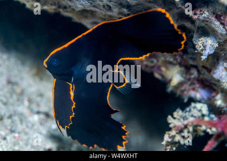 I capretti Pinnate Batfish [Platax pinnatus]. Papua occidentale, in Indonesia. Indo-West pacifico. Foto Stock