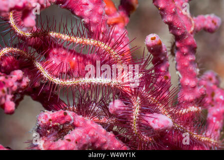 [Brittlestar specie Ophiothrix] sul soft coral. Papua occidentale, in Indonesia. Indo-West pacifico. Foto Stock