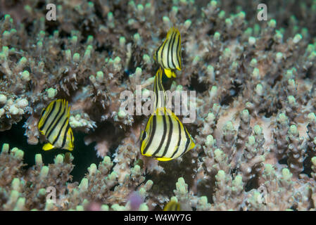 Otto-nastrare Butterflyfish [Chaetodon octofasciatus] capretti. Papua occidentale, in Indonesia. Indo-West pacifico. Foto Stock