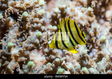 Otto-nastrare Butterflyfish [Chaetodon octofasciatus] capretti. Papua occidentale, in Indonesia. Indo-West pacifico. Foto Stock