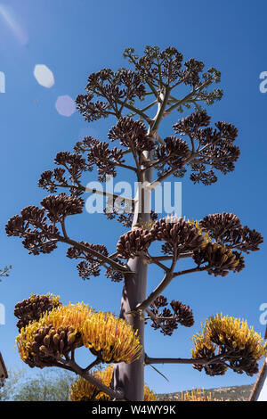 Maguey fiore dal Messico Foto Stock