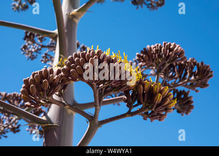 Maguey fiore dal Messico Foto Stock