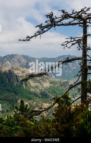 Pino Laricio, specie endemica di Corsica, in un verde e valle rocciosa, durante la GR20 escursione in Corsica, Francia Foto Stock