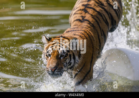 ZSL Whipsnade Zoo, Bedfordshire. Il 25 luglio 2019. Meteo REGNO UNITO: Animali sguazzare nell'acqua per raffreddare a ZSL Whipsnade Zoo.Record ondata di caldo con temperature fino a 39 gradi sono state registrate in tutto il Regno Unito. 13 mesi di età, la tigre di Amur cub, Macari, raffredda nello stagno in Tiger cade, ZSL Whipsnade Zoo, UK Credit: Chris Aubrey/Alamy Live News Foto Stock