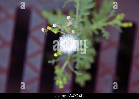 Thistle germogliato attraverso la griglia di stramazzo sul lato dell'autostrada. Potenza della vita in città esanime concetto. Concetto biblico: sulla terra del mio popolo sarà Foto Stock