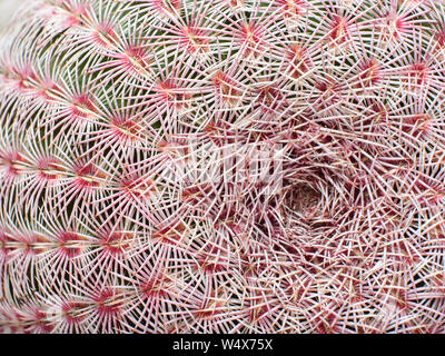 Modello di rare composta dalle spine di un bel cactus. Macro shot. Vista dall'alto. Foto Stock