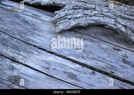 Driftwood sulla spiaggia closeup. Età tronco morto in appoggio sul pavimento nella foresta.colore grigio,legno incrinato Foto Stock