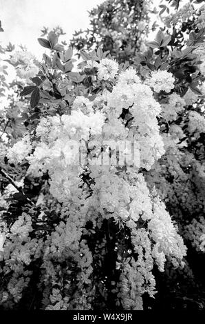 Il maggiociondolo albero in fiore noto anche come la catena di golden tree. Medstead, Hampshire, Inghilterra, Regno Unito. Foto Stock