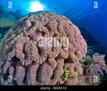 Messa a fuoco ravvicinata di ampio angolo di visione di coloratissimi lobophyllia brain coral su una scogliera di Bunaken Island, Indonesia. Foto Stock