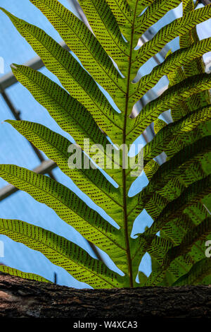 Punteggiato verde foglia di felce contro il cielo blu Foto Stock