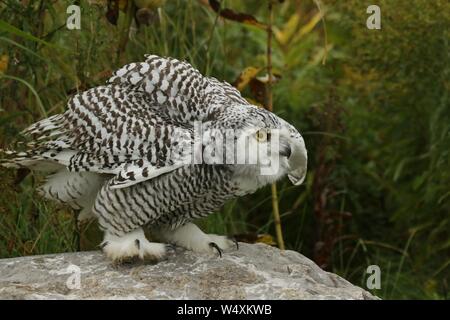 Civetta delle nevi capretti Foto Stock