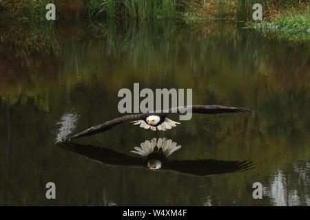 Aquila calva in volo Foto Stock