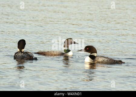Loons comune sui laghi Ontario Foto Stock