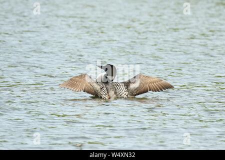 Loons comune sui laghi Ontario Foto Stock