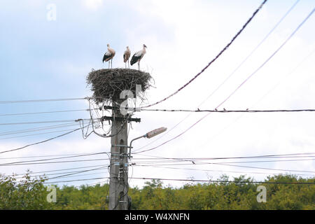 Famiglia di cicogne ospitate su un nido fecero sulla cima di un palo elettrico in una zona rurale della Romania. Gli animali selvatici vivono tra gli esseri umani. Foto Stock