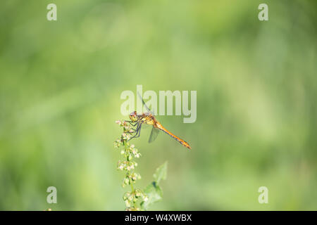 Libellula su una pianta selvatica Foto Stock