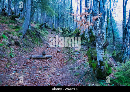 Strada abbandonati in un misterioso mistico bosco d'autunno. Sentiero di montagna nei boschi tra il secco, moss alberi coperti. La fiaba, stato d'animo scuro di santificare Foto Stock