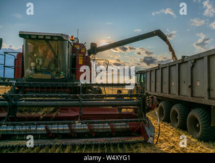 Harvester scarica il raccolto di grano in un trattore carrello sullo sfondo di un bellissimo cielo Foto Stock