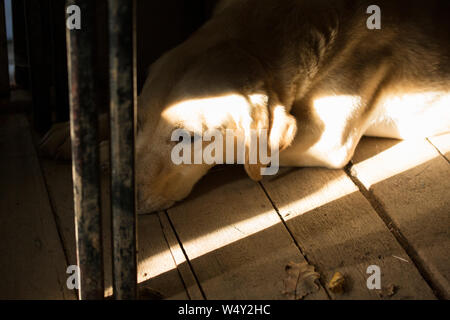 Giallo Labrador Gundog giacente in un Sunbeam sul retro di un battitore di rimorchio durante un gioco Shoot Foto Stock