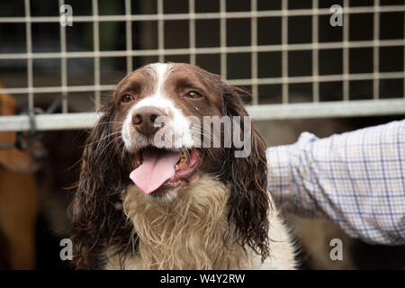 Ansimando English Springer Spaniel Gundog ottenendo un tratto dal suo proprietario su un fagiano Shoot giorno Foto Stock