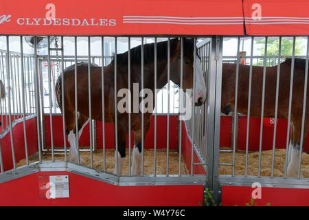 Budweiser Clydesdale team partecipanti nel 2019 Delaware State Fair, Harrington, Delaware, Stati Uniti d'America. Foto Stock