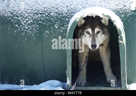 Ushuaia, Tierra del Fuego - Luglio 19, 2019: Siberian Husky cane ritratto sulla neve in inverno Cotorras Centro in Ushuaia, Argentina Foto Stock