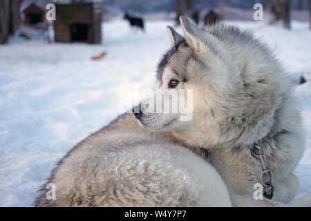 Ushuaia, Tierra del Fuego - Luglio 19, 2019: Siberian Husky cane ritratto sulla neve in inverno Cotorras Centro in Ushuaia, Argentina Foto Stock