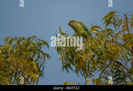 Rose di inanellare parrocchetto uccello femmina raccolta un neem ramo di foglia in habitat naturali Foto Stock