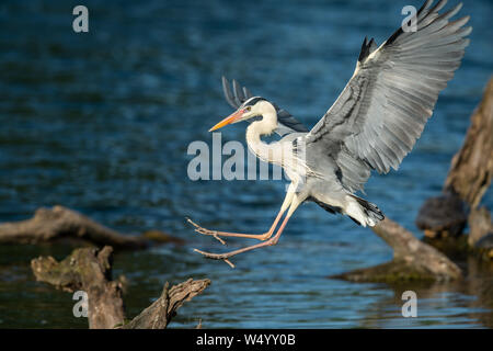 Un Airone cinerino (Ardea cinerea) in atterraggio su una tavola di legno in acqua Foto Stock