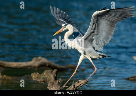 Un Airone cinerino (Ardea cinerea) in atterraggio su una tavola di legno in acqua Foto Stock