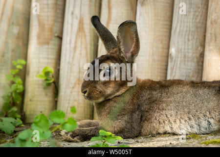 Un marrone simpatico coniglio nano in appoggio in erba Nei pressi di una recinzione di legno Foto Stock