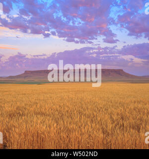 Sunrise luce sulle nubi su campi di grano sotto square butte vicino a Ulm, montana Foto Stock