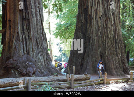 Una coppia di California redwood alberi dwarf la donna in piedi accanto a loro. Foto Stock