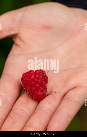 Mano azienda appena raccolto lampone Foto Stock