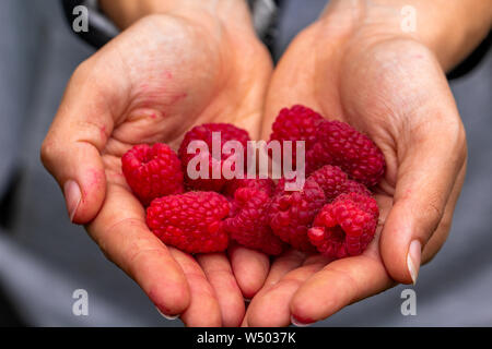 Mano azienda appena raccolto lampone Foto Stock