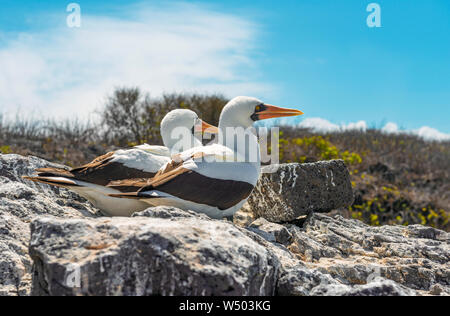 Un paio di Nazca Boobies (Sula Granti) durante la riproduzione e la nidificazione di stagione su all'Isola Espanola, Isole Galapagos national park, Ecuador. Foto Stock