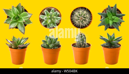 Diverse piante succulente in vasi sul colore di sfondo Foto Stock