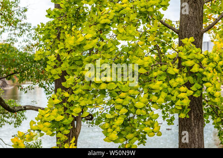 Il Ginkgo biloba foglie di un albero in yoyogi park, Giappone, autunno sfondo Foto Stock