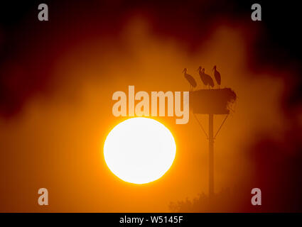 Lebus, Germania. 26 Luglio, 2019. Poco dopo l'alba del mattino cielo risplende luminosa su una cicogna's Nest nel Oderbruch. Credito: Patrick Pleul/dpa-Zentralbild/dpa/Alamy Live News Foto Stock