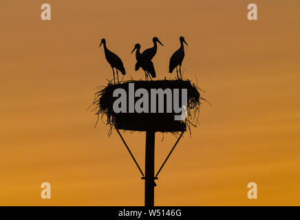 Lebus, Germania. 26 Luglio, 2019. Poco dopo l'alba del mattino cielo risplende luminosa su una cicogna's Nest nel Oderbruch. Credito: Patrick Pleul/dpa-Zentralbild/dpa/Alamy Live News Foto Stock