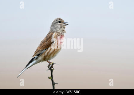 Comuni / Linnet Bluthänfling ( Carduelis cannabina ), uccello maschio in abito di allevamento, arroccato sulla cima di un secco ramoscello spinoso, cantando, corteggiare, fauna selvatica, E Foto Stock