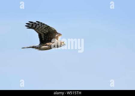 Albanella reale / Kornweihe ( Circus cyaneus ), femmina adulta in volo, vicino, vista laterale dettagliata, cielo blu, la fauna selvatica, l'Europa. Foto Stock