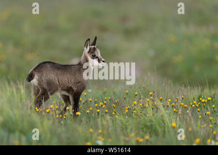 Il camoscio / Gaemse ( Rupicapra rupicapra ), carino fulvo, bambino piccolo animale, in piedi in una fioritura di prato alpino, guardare per i suoi genitori, l'Europa. Foto Stock